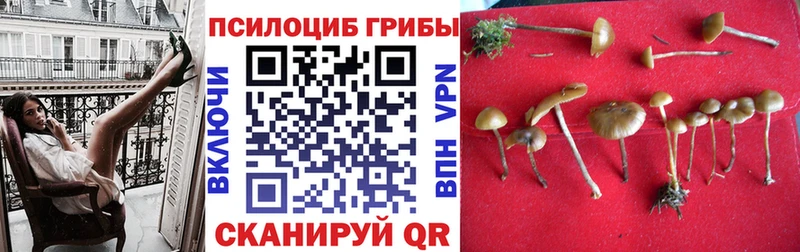Псилоцибиновые грибы Cubensis Златоуст